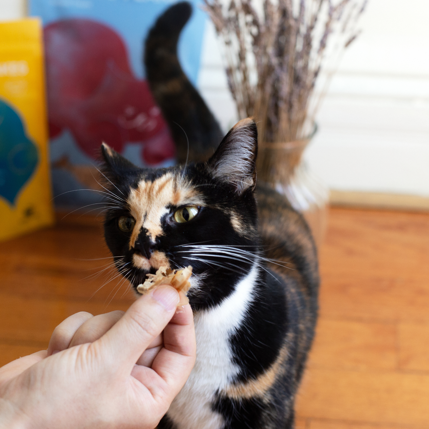 Umami Treats: Bonito Flakes for Cats and Dogs