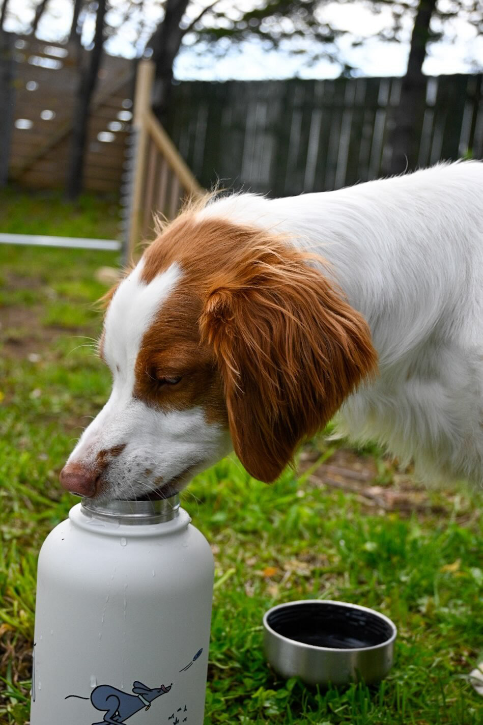 The Bowl Bottle | 3-in-1 Travel Bottle